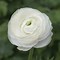 Image result for Ranunculus asiaticus Aviv roze