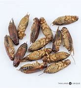 Image result for Dehydrated Crickets