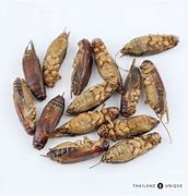 Image result for Dehydrated Crickets