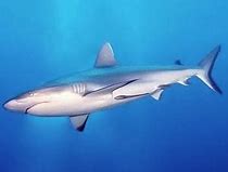 Image result for Bape Shark Camo Case