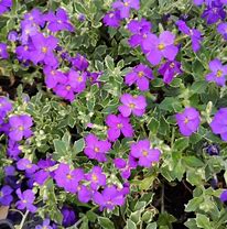 Image result for Aubrieta Tauricola Silberrand