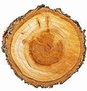 Image result for Apricot Tree Trunk