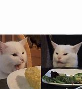 Image result for White Cat Yelling Meme