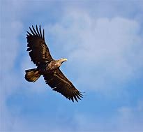 Image result for Yound Bald Eagle Flying