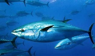 Image result for Atlantic Bluefin Tuna