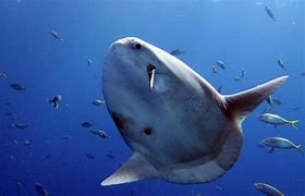 Image result for mola
