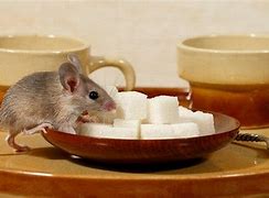 Image result for Mice Sugar Cube Game