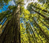 Image result for Giant Redwood Forest California