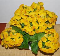 Image result for calceolaria