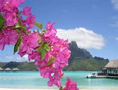 Image result for Beach Scenes with Flowers