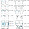 Image result for Sizing Chart On Free People