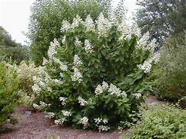 Image result for Hydrangea paniculata Tardiva