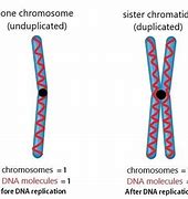Image result for One Chromosome