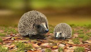 Image result for Cutest Animal Pics in the World