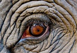 Image result for Elephant Eyes