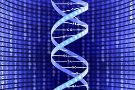 Image result for Chromosome DNA Double Helix