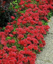 Image result for Red Ground Cover Plants