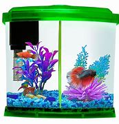 Image result for PetSmart Betta Fish Tank Octagon