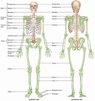 Image result for Adult Human Skeleton