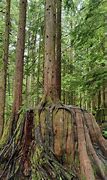 Image result for A Tree Growing Out of a Stump