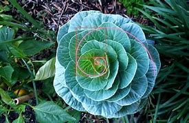 Image result for Golden Ratio Example Plants