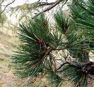 Image result for Pinus cembra Turrach 3