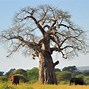 Image result for baobab