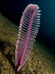Image result for Ugliest Sea Creatures