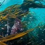 Image result for Zamboanga State College of Marine Sciences and Technology Course