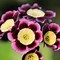 Image result for Primula auricula Nicola Jane
