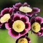 Image result for Primula auricula Nicola Jane