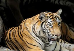 Image result for Adult Male Tiger