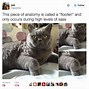 Image result for Funny Posts Twitter Screenshots
