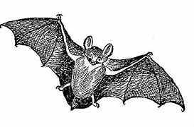 Image result for Bat Illustration Black and White