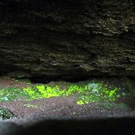 Image result for Glowing Moss