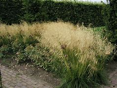 Image result for DESCHAMPSIA GOLDSCHLEIER