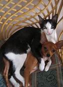 Image result for Cat Hugs Meme