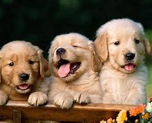 Image result for Super Cute Puppies