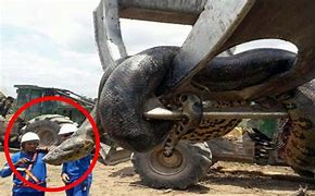 Image result for Anaconda Snakes Biggest