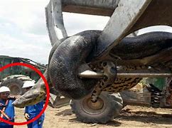 Image result for Real Anaconda Largest World Biggest Snake Ever
