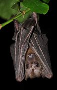 Image result for Rousette Fruit Bat