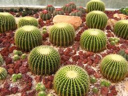 Image result for Types of Cactus Plants Arizona