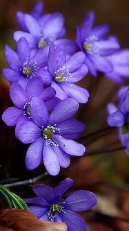 Image result for Purple Flower iPhone Wallpaper