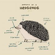 Image result for Anatomy of a Hedgehog