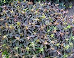 Image result for Euphorbia dulcis Chameleon