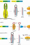 Image result for Hairpin RNA Structure