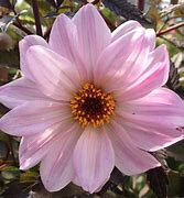 Image result for Dahlia Bishop of Leicester