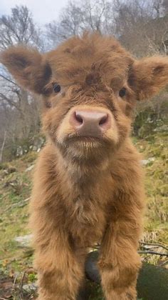 Cattle Calf on Instagram: "THROWBACK time! Can you remember Rainboy being this fluffy and little? Follow @cattlecalf … | Cute small animals, Cute baby cow, Pet cows