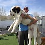 Image result for The Biggest Dog in the Whole Entire World