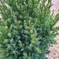 Image result for Juniperus chinensis Stricta